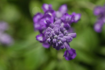 lavender flowers Blooming in the garden  
