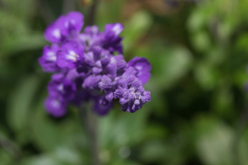 lavender flowers Blooming in the garden  
