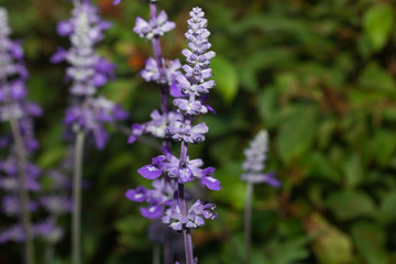 Obraz premium lavender flowers Blooming in the garden 