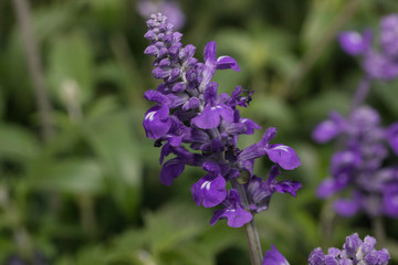 Obraz premium lavender flowers Blooming in the garden 