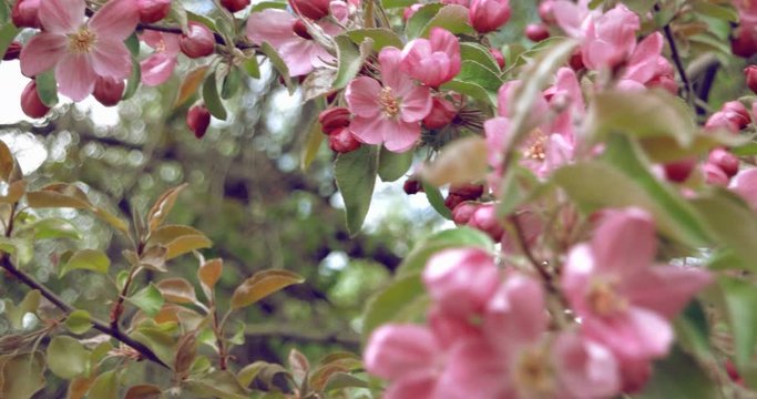 Flowers. Blooming apple tree. Background.