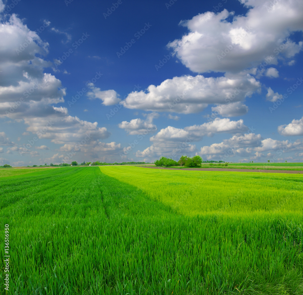 Wall mural green wheat field and clouds