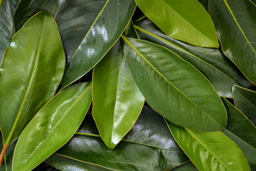 Magnolia Leaves Background
