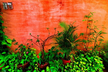 Rural house facades decorated with old vases of flowers and plant