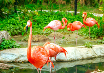 Flamingos bird in zoo