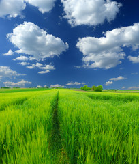 Fototapeta premium green wheat field and clouds