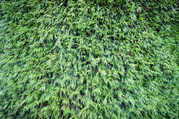 Green Grass Background  or Texture