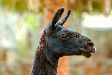 Fototapeta premium Black lama eating grass on stone background