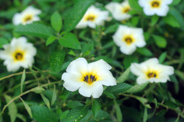 Obraz premium The beauty of white flower