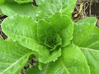 Closed up Texture of Bright Green Flower Shape Lettuce in an Organic Farm 