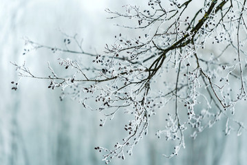 winter
