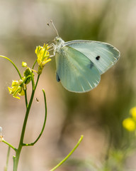 Cabbage White Butterfly