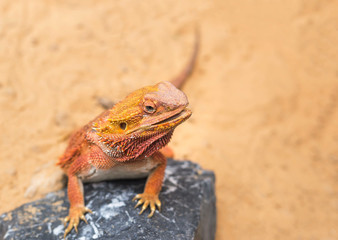 close up bearded dragon (Pogona Vitticeps ) australian lizard selective soft focus