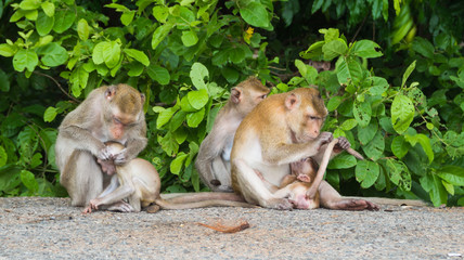 long-tailed macaque family relaxing on a road