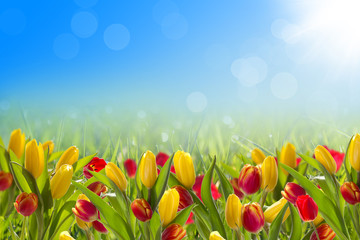 Postcard with spring tulips