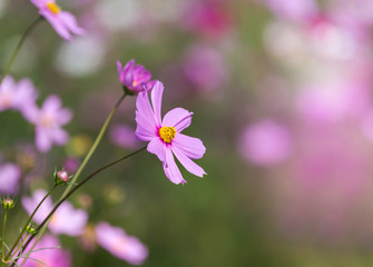 close up pink cosmos flowers blooming in the meadow