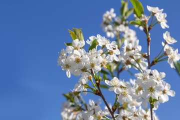 Obraz premium Flower of cherry wood.