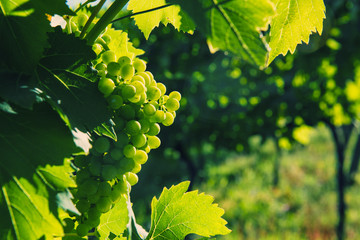 green grapes close-up in a vineyard