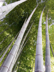 Japanese Bamboo