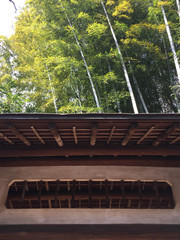 Japanese Bamboo