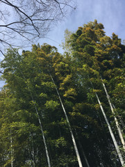 Japanese Bamboo