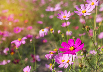 Obraz na płótnie Canvas close up pink cosmos flowers blooming in the field 