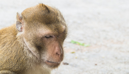 Close up long-tailed macaque face