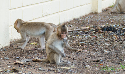 Fototapeta premium long-tailed macaque looking for food