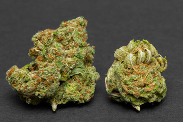 Close up of Jack Herrer medical and Charlie Sheen marijuana buds