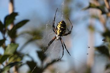Garden Spider