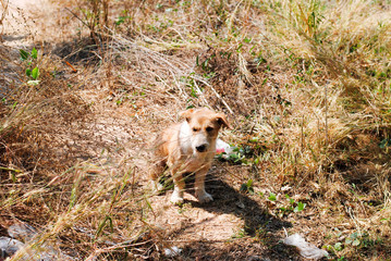 Small flowers in the morning sun.

