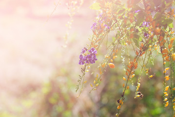 Small flowers in the morning sun.
