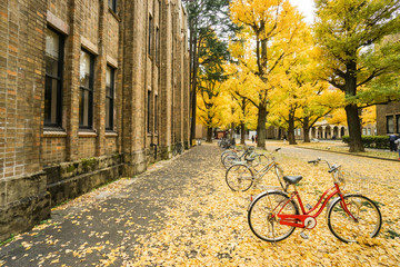 Fototapeta premium red bicycle with falling yellow leaves on the ground in autumn taken at Tokyo University on 4 December 2016