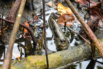Mudskipper