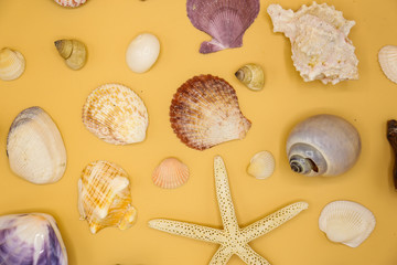 Starfish and Sea shells on sand. Summer beach background. Top view