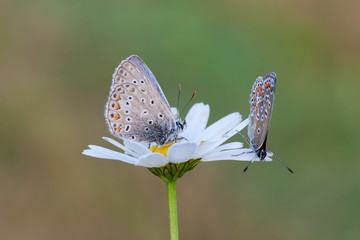 Zwei Schmetterlinge auf Blüte einer Magerite