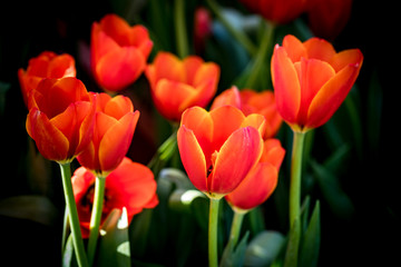 Colorful of tulip