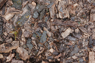 tree bark