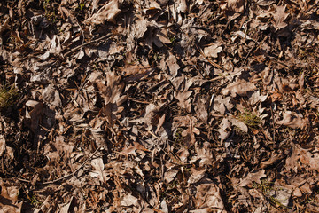 texture of dry leaves