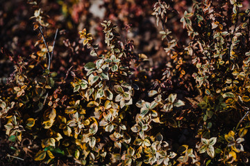 Bush