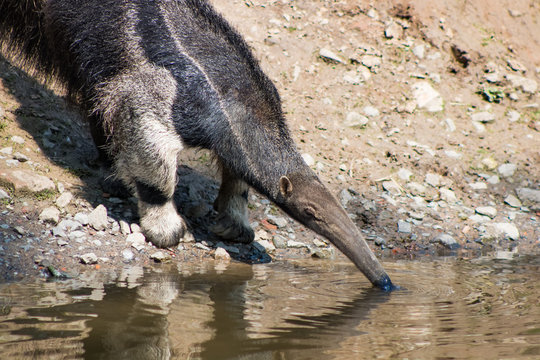 Fourmilier en train de boire