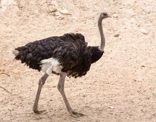 Deurstickers Struisvogel struisvogel die op het zand loopt