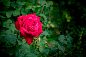 Red rose on green leaves background