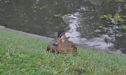 A duck sitting in a clearing next to a pond