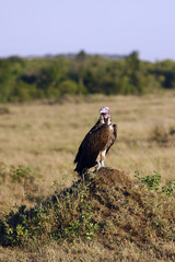 vulture sitting on a hill in the African savannah