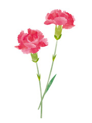 カーネーション　水彩イラスト