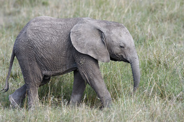 Naklejka na ściany i meble cute baby elephant walking in the grass on the African savannah