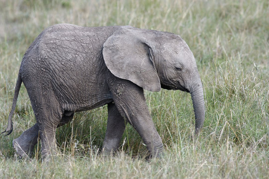 cute baby elephant walking in the grass on the African savannah