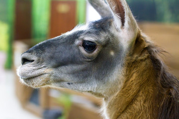  beautiful face animal Lama