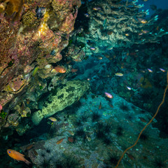 Obraz na płótnie Canvas Malabar grouper